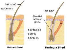 Shedding After Hair Transplant